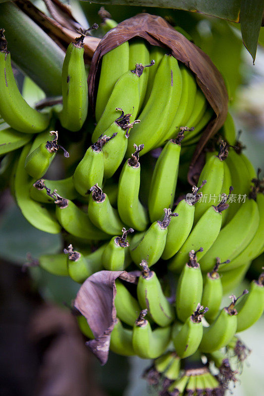 在特内里费，加那利群岛树上的绿香蕉- Musa acuminata和Musa balbisiana。